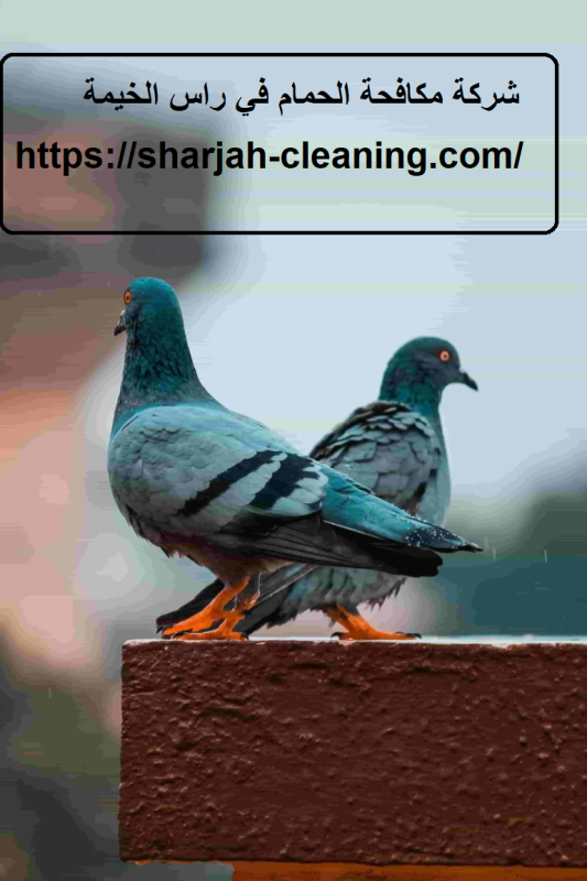 شركة مكافحة الحمام في راس الخيمة