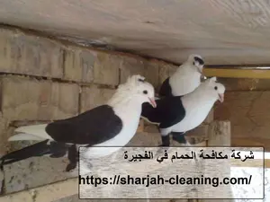 شركة مكافحة الحمام في الفجيرة