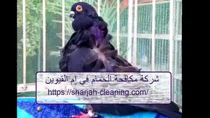 شركة مكافحة الحمام في ام القيوين