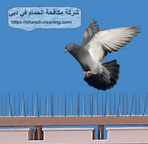 شركة مكافحة الحمام في دبي