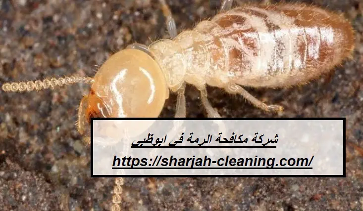 شركة مكافحة الرمة في ابوظبي