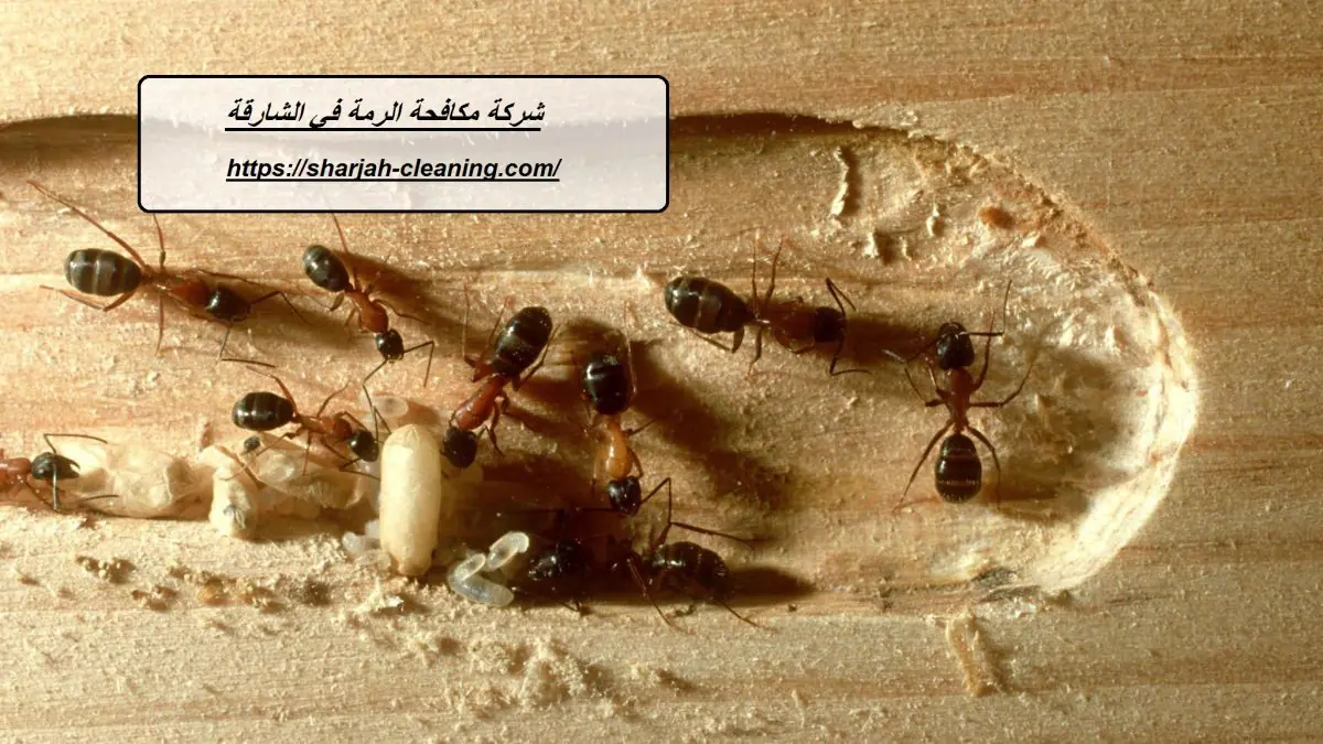 شركة مكافحة الرمة في الشارقة