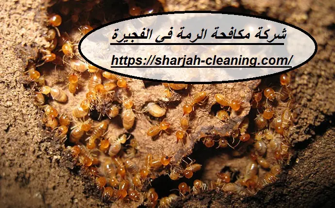 شركة مكافحة الرمة في الفجيرة