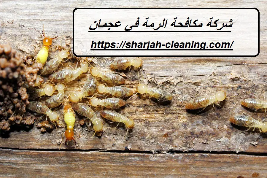 شركة مكافحة الرمة في عجمان