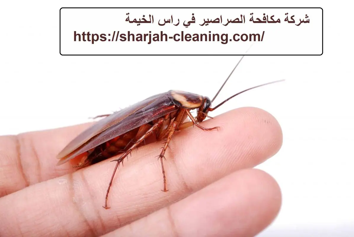 شركة مكافحة الصراصير في راس الخيمة