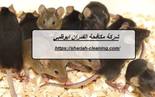 شركة مكافحة الفئران ابوظبي