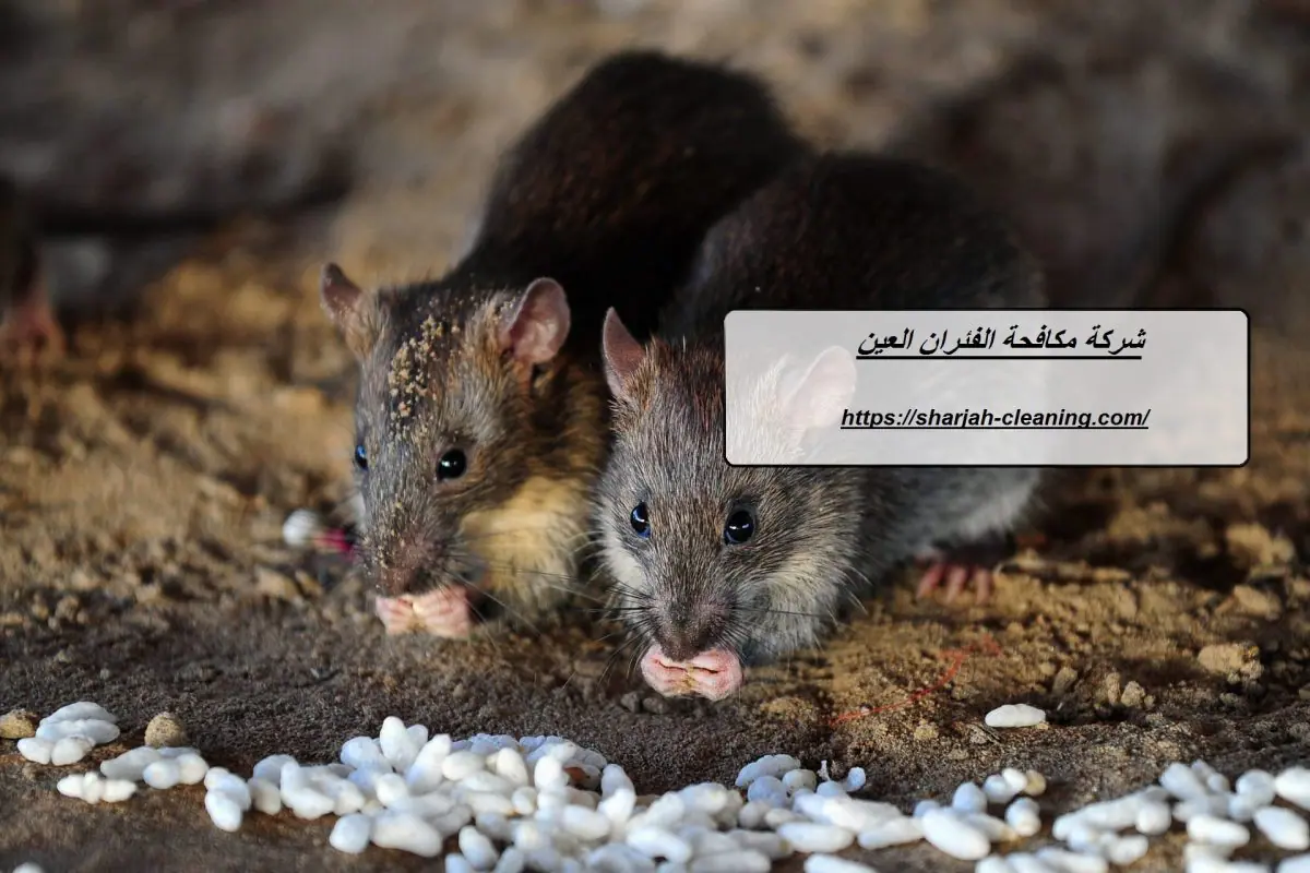 شركة مكافحة الفئران العين