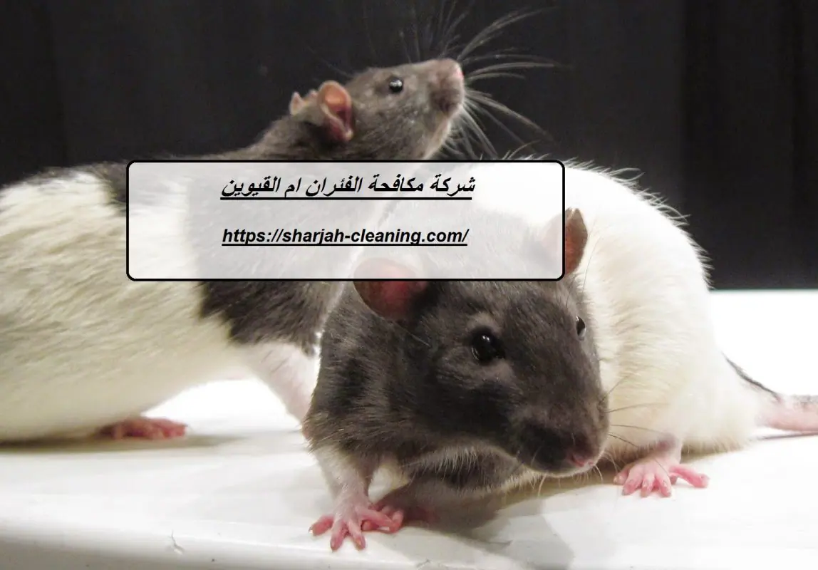 شركة مكافحة الفئران ام القيوين