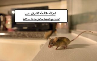 شركة مكافحة الفئران دبي