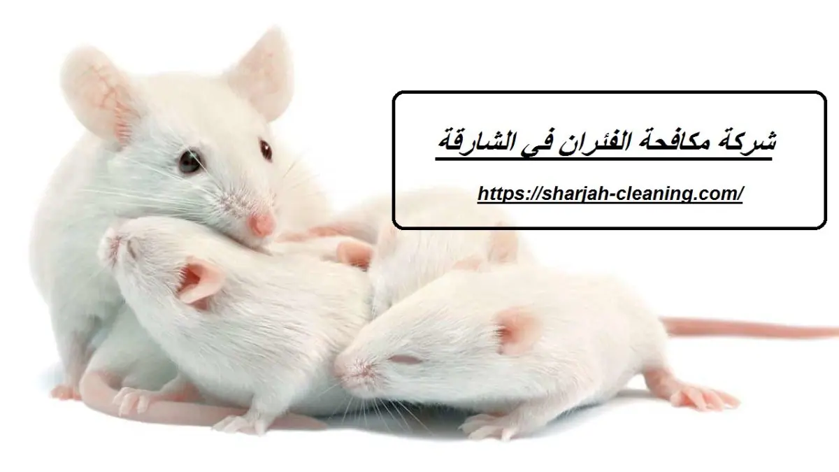 شركة مكافحة الفئران في الشارقة