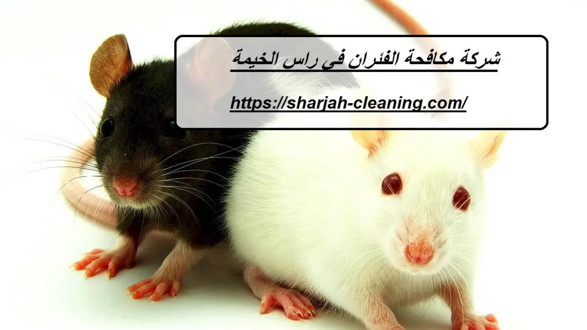 شركة مكافحة الفئران في راس الخيمة