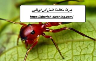 شركة مكافحة النمل في ابوظبي
