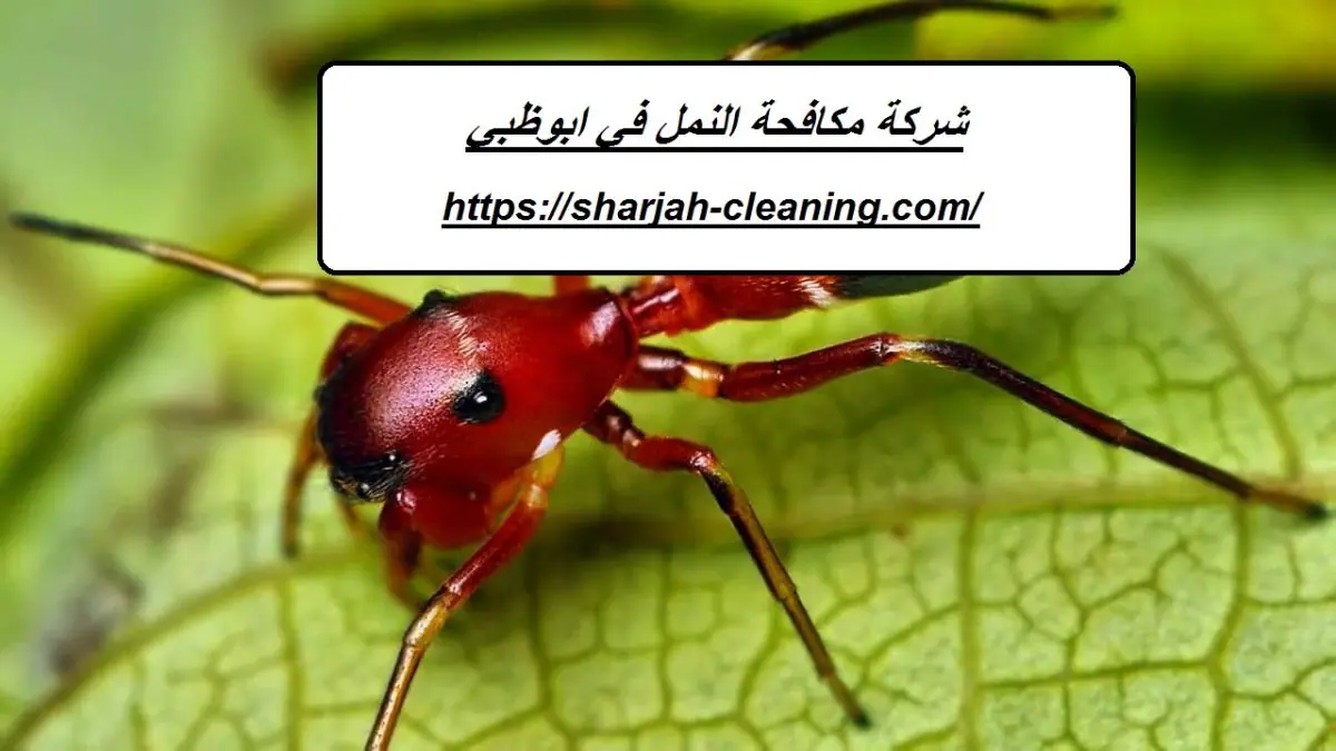 شركة مكافحة النمل في ابوظبي