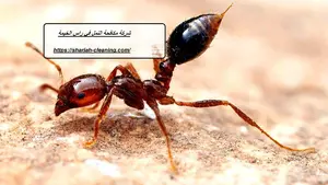 شركة مكافحة النمل في راس الخيمة