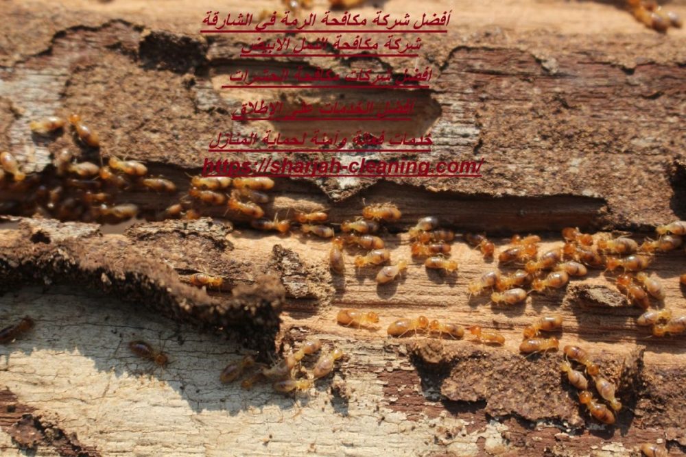 أفضل شركة مكافحة الرمة في الشارقة