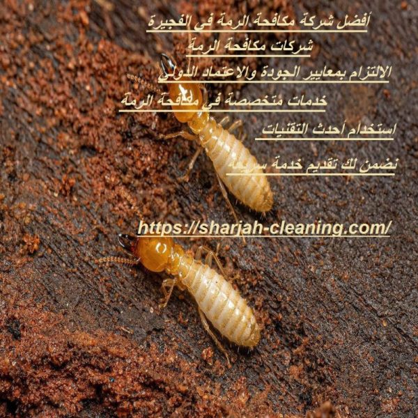 أفضل شركة مكافحة الرمة في الفجيرة