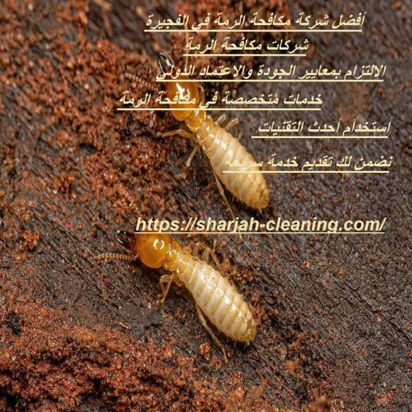 أفضل شركة مكافحة الرمة في الفجيرة