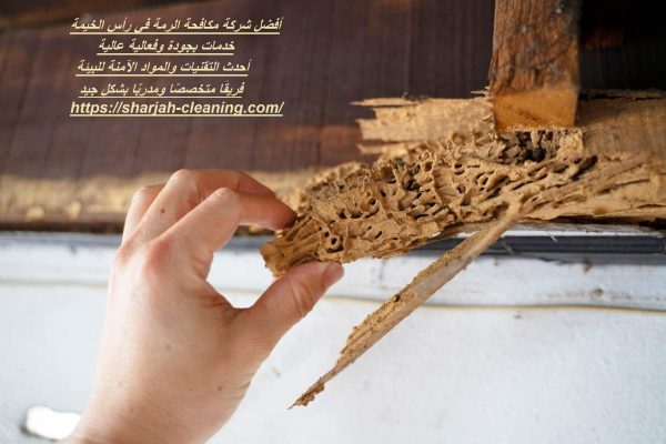 أفضل شركة مكافحة الرمة في رأس الخيمة