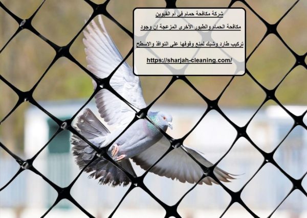 شركة مكافحة حمام في أم القيوين