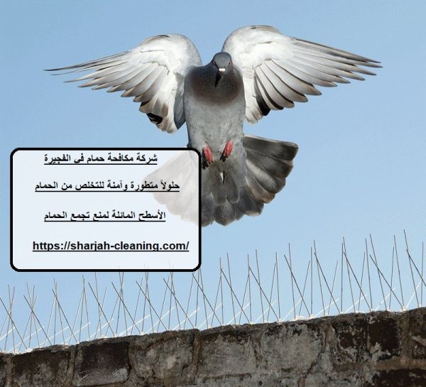 شركة مكافحة حمام في الفجيرة